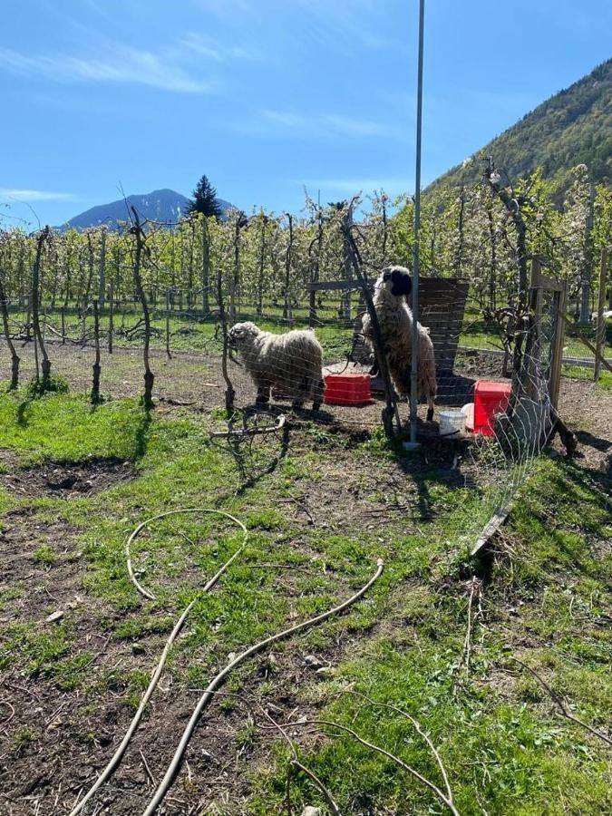 Appartamento Weingut Bachguetl Cermes Esterno foto